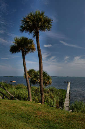 Pal trees along the Atlantic coast of Floridaの写真素材
