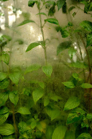 Green houseの写真素材