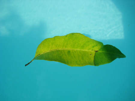Green leaf in a poolの写真素材