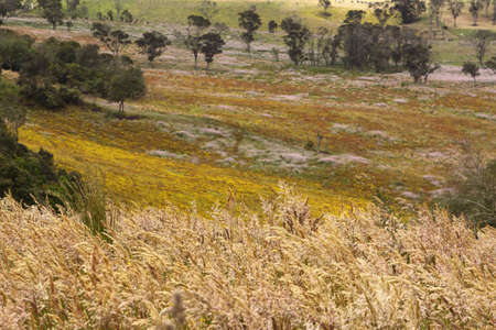 tropical savannah landscapeの写真素材