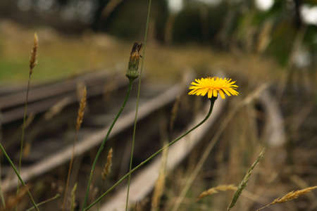 Flower and railroadの写真素材