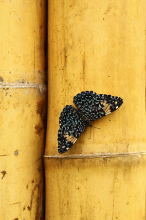 Blue and black butterfly over bambooの写真素材