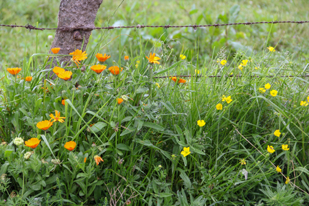 Spring orange and yellow flowers in front of a pole of a barbed wire fence with a snailの写真素材