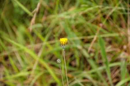 Yellow flower with brown and green straw backgroundの写真素材