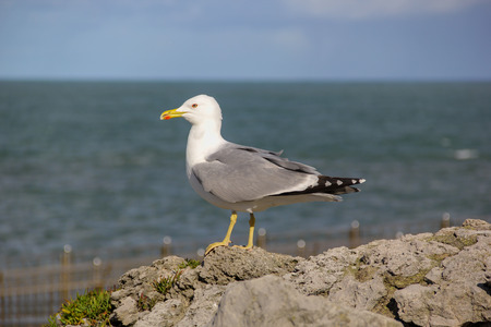 Seagull posing on a windy day standing on a rockの写真素材