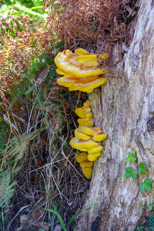 Vivid yellow mushrooms growing on a treeの写真素材