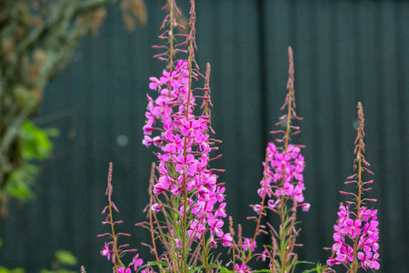 Vibrant flowers behind a cabinの写真素材