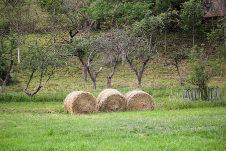 Three hay rolls laying in front of some fruit treesの写真素材
