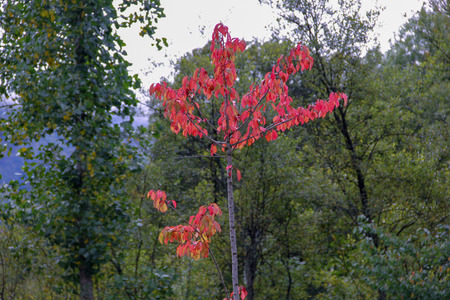 Red leaves tree over green leaves backgroundの写真素材