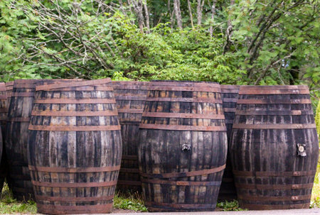 Old barrels in the forest wainting or forgotten
