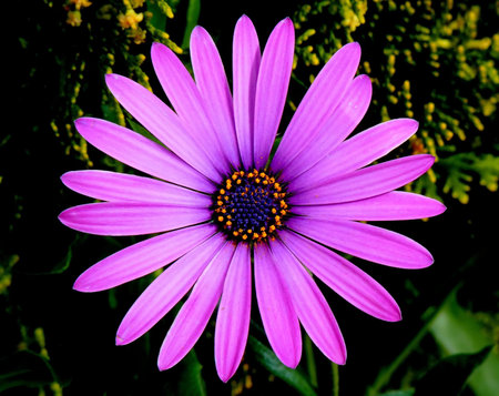 purple flower