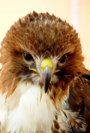 eagleの写真素材