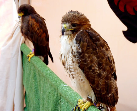 eagleの写真素材