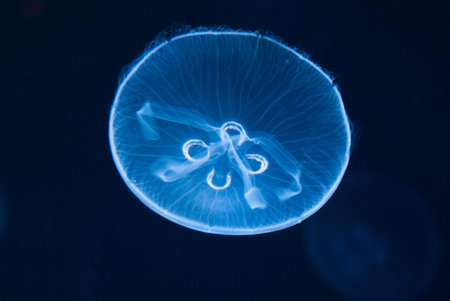 Jellyfish