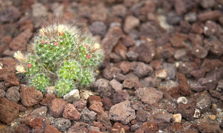 Colorful decorative cactus close upの写真素材