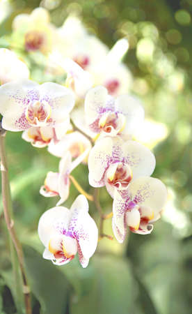 Summer orchid flowers at daylightの写真素材