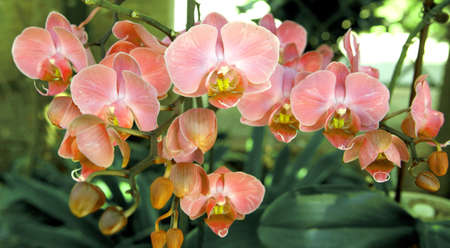 Summer orchid flowers at daylightの写真素材