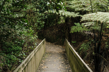 bridge into the woods