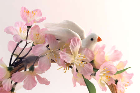 A white dove on pink peache's flowersの写真素材