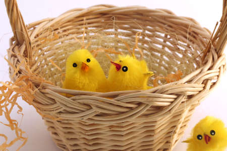 Some chicks in the nest to represent easter holidaysの写真素材