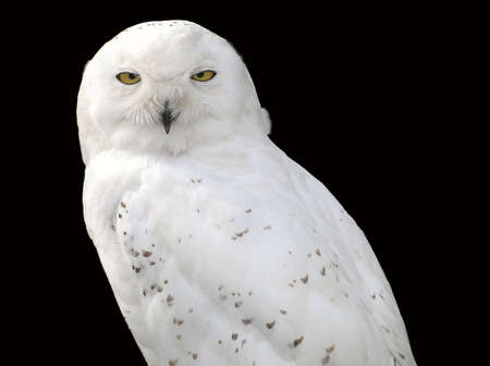 A snowy owl against a black backgroundの写真素材