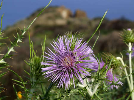 A spring photo about a lilac flower in the countryの写真素材