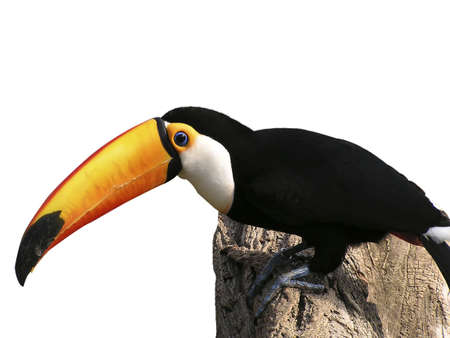 Exotic photo with this toucan in a white background の写真素材