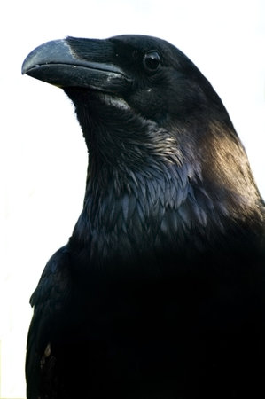 Blackbird profile on a white backgroundの写真素材