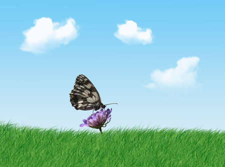 A colorful butterfly on the flower in a sunny dayの写真素材