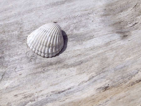 A shell on a trunk on the beachの写真素材
