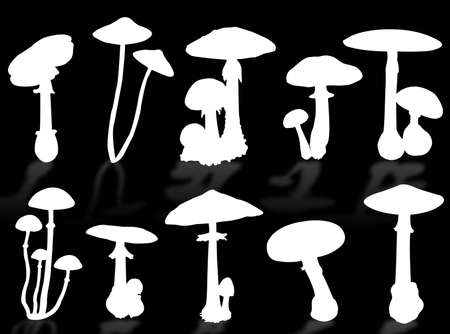 Mushrooms silhouette as symbol of autumn seasonの写真素材