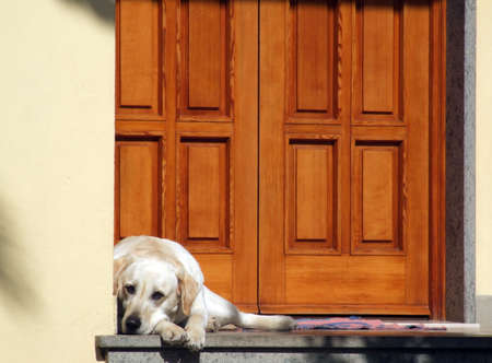 White dog in front of a house's doorの写真素材