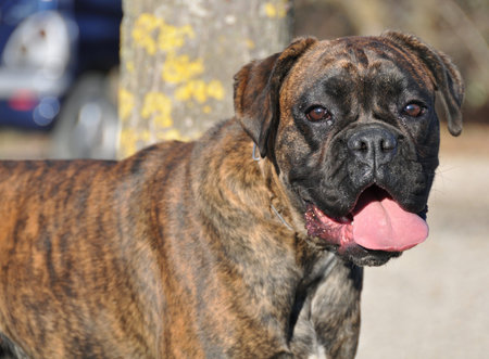 A very beautiful boxer portrait looking at me