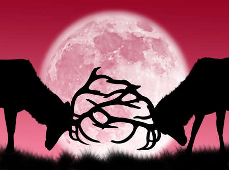 Bucks fighting in the night and in the moonの写真素材