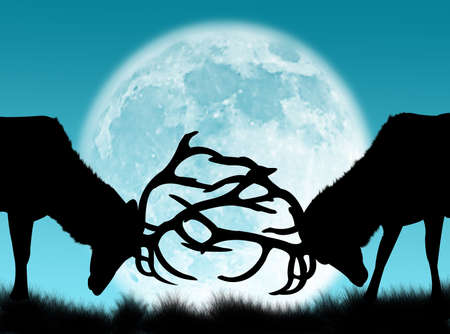 Bucks fighting in the night and in the moonの写真素材