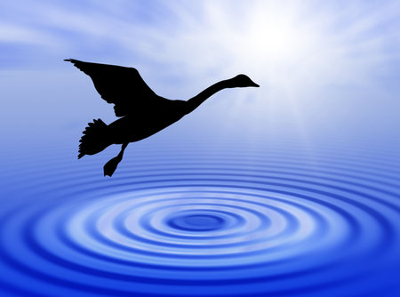 Water and swan in the sun for this landscapeの写真素材