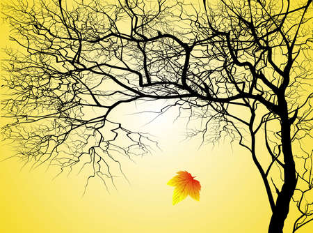 Tree without leaves on an autumn backgroundの写真素材