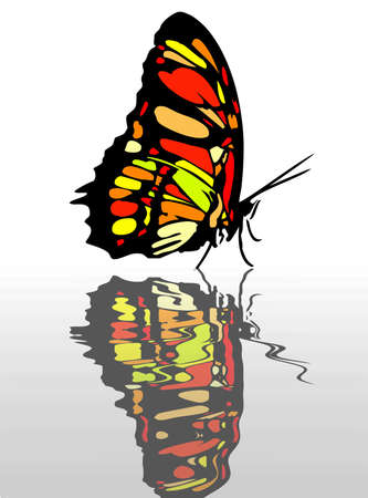 A very colorful butterfly as symbol of springの写真素材