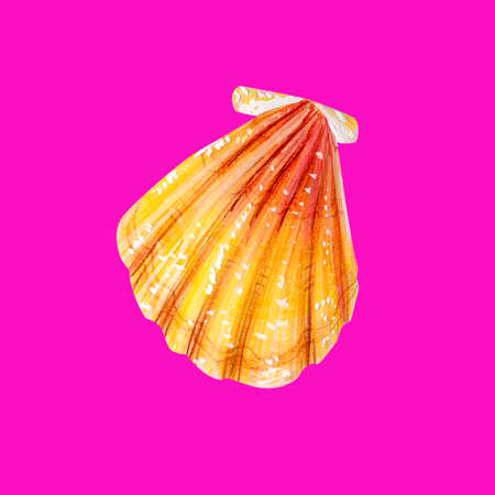 Yellow sea shell scallop. Sea bivalve Pectinidae. Nature of the World Ocean. Underwater resident. Hand drawn illustration isolated on neon pink background. Summer season.の写真素材