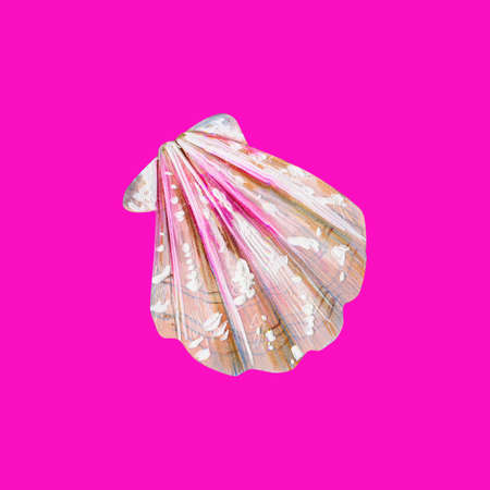 Mother of pearl with pink sea shell scallop. Sea bivalve Pectinidae. Nature of the World Ocean. Underwater resident. Hand drawn illustration isolated on neon pink background. Summer season.の写真素材