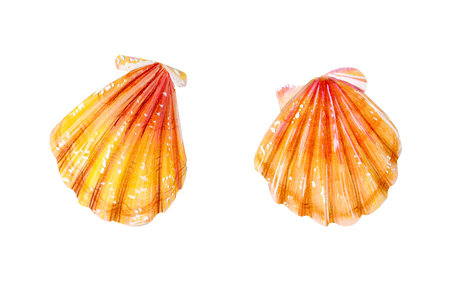 Set of two yellow sea scallops. Sea bivalve Pectinidae. Nature of the World Ocean. Underwater...