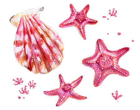 Set of sea shells of scallops and sea stars. Pink and mother of pearl clam Pectinidae and algae....