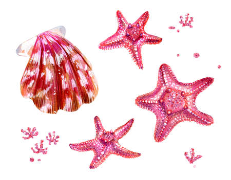 Set of sea shells of scallops and sea stars. Pink and mother of pearl clam Pectinidae and algae. Nature of the World Ocean. Underwater resident. Summer season. Hand drawn illustration.の写真素材