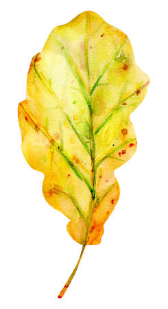 Watercolor autumn oak leaf. One yellow leaf with orange, green, brown, ocher, red drops and splashes of color. Isolated object on white background. Element for design.の写真素材