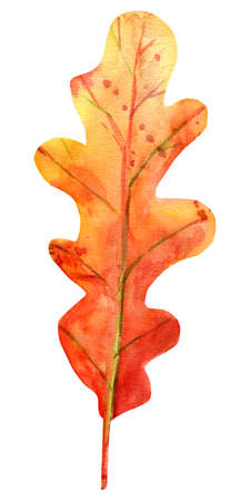 Watercolor autumn oak leaf. One fallen leaf of red-brown color with yellow, orange, green, brown, ocher, red drops and splashes of color. Isolated object on white background. Element for design.の写真素材