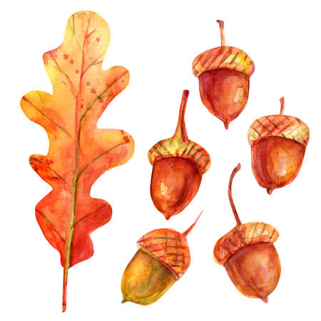 Watercolor illustration with acorns. The seeds of the tree are oak green-brown in color with a golden-ocher cup. Five isolated fruits and one leaf on a white background. Autumn concept.の写真素材