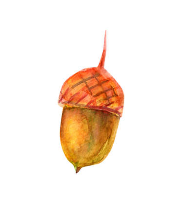 Watercolor illustration with acorns. The seeds of the tree are oak green-brown in color with a golden-ocher cup. Five isolated objects on a white background.の写真素材