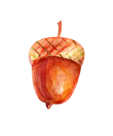 Watercolor illustration with acorn. The seed of the tree is oak red-brown in color with a golden-ocher cup. Isolated object on white background.の写真素材