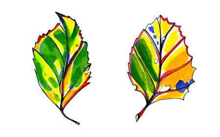 Two watercolor stylized graphic autumn leaves. Hand painted pastel yellow, orange and green colors. Blue, red and black ink contour. Isolated object on white background.の写真素材