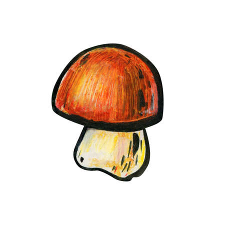 One mushroom close up. Autumn concept. Cep or boletus. Mushroom with a red-brown hat and a white leg. Side view.の写真素材